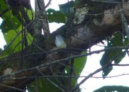 Image of Black-capped Pygmy Tyrant