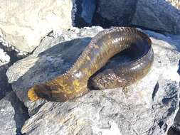 Image of Rock blenny