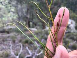 Image of Dodonaea stenophylla F. Müll.