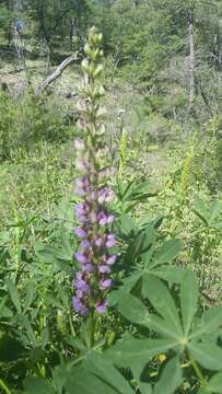 Image of broadleaf lupine