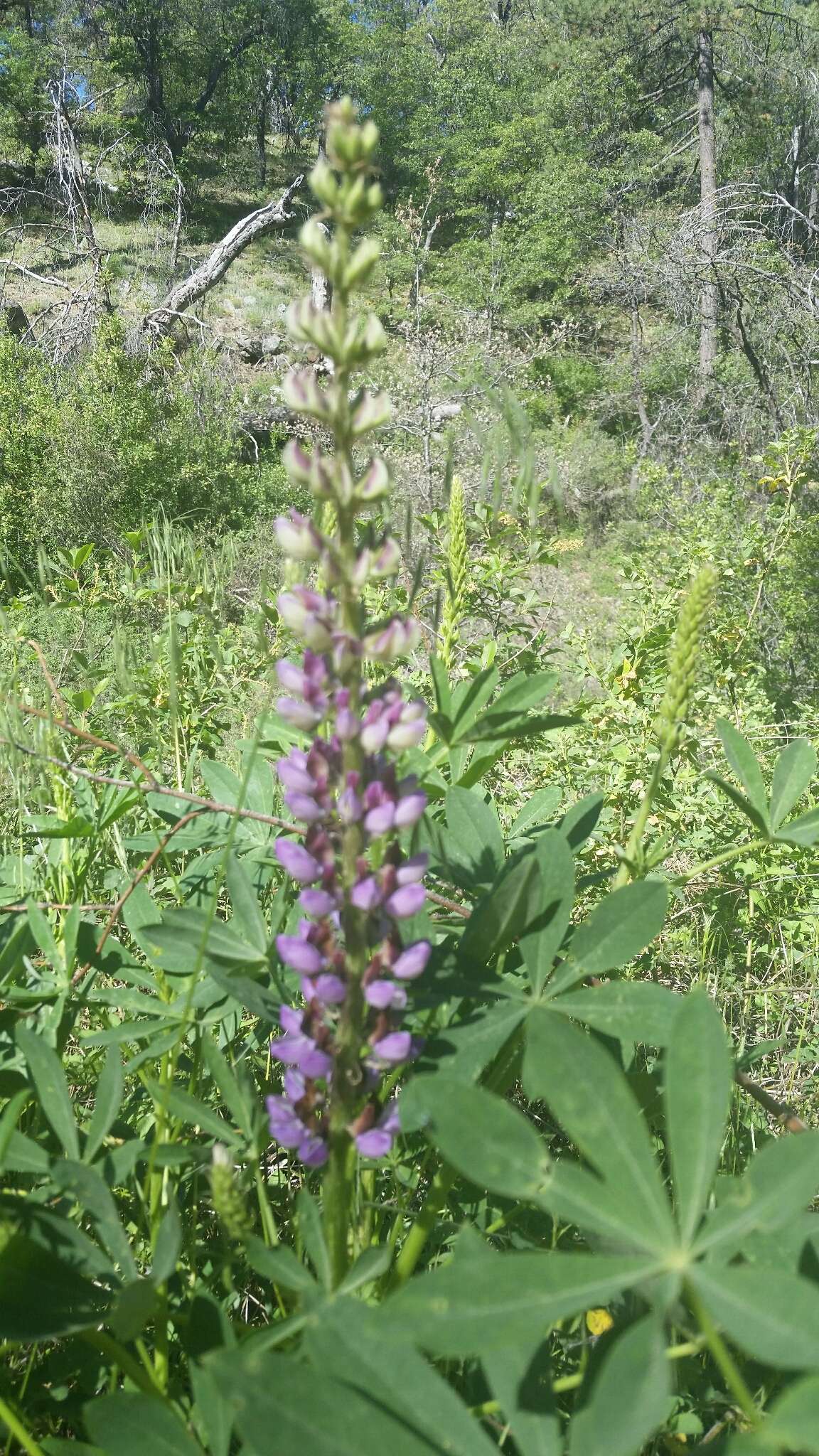 Sivun Lupinus latifolius subsp. parishii (C. P. Sm.) P. Kenney & D. B. Dunn kuva