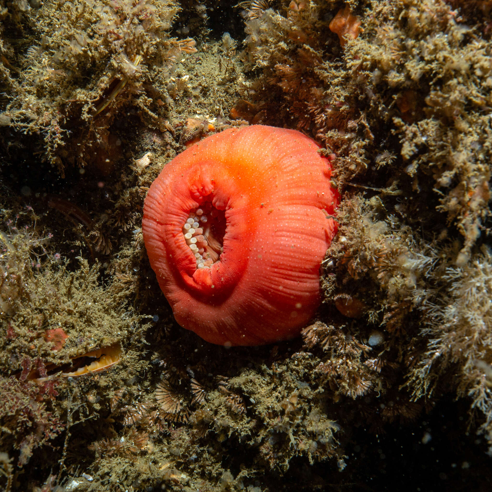 Image of Cribrinopsis similis Carlgren 1921