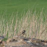 Image of European Stonechat