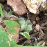 Imagem de Dichondra recurvata Tharp & M. C. Johnston