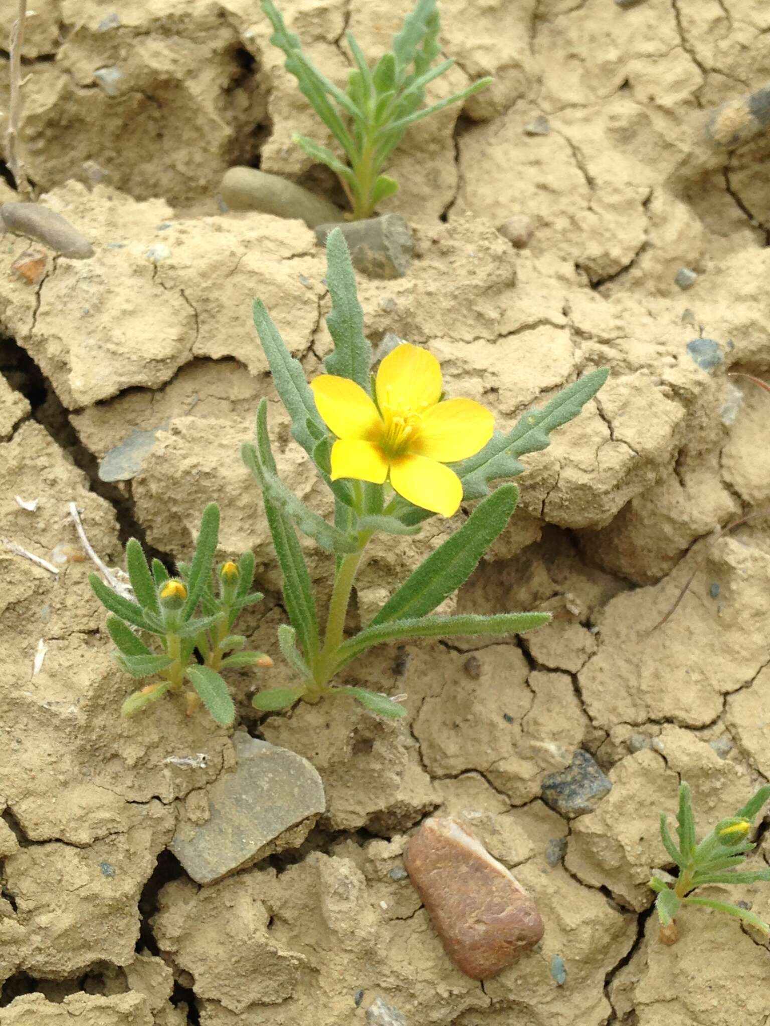 Image of yellowcomet