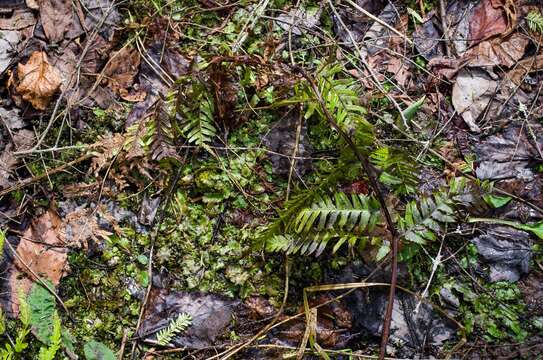 Image of log fern