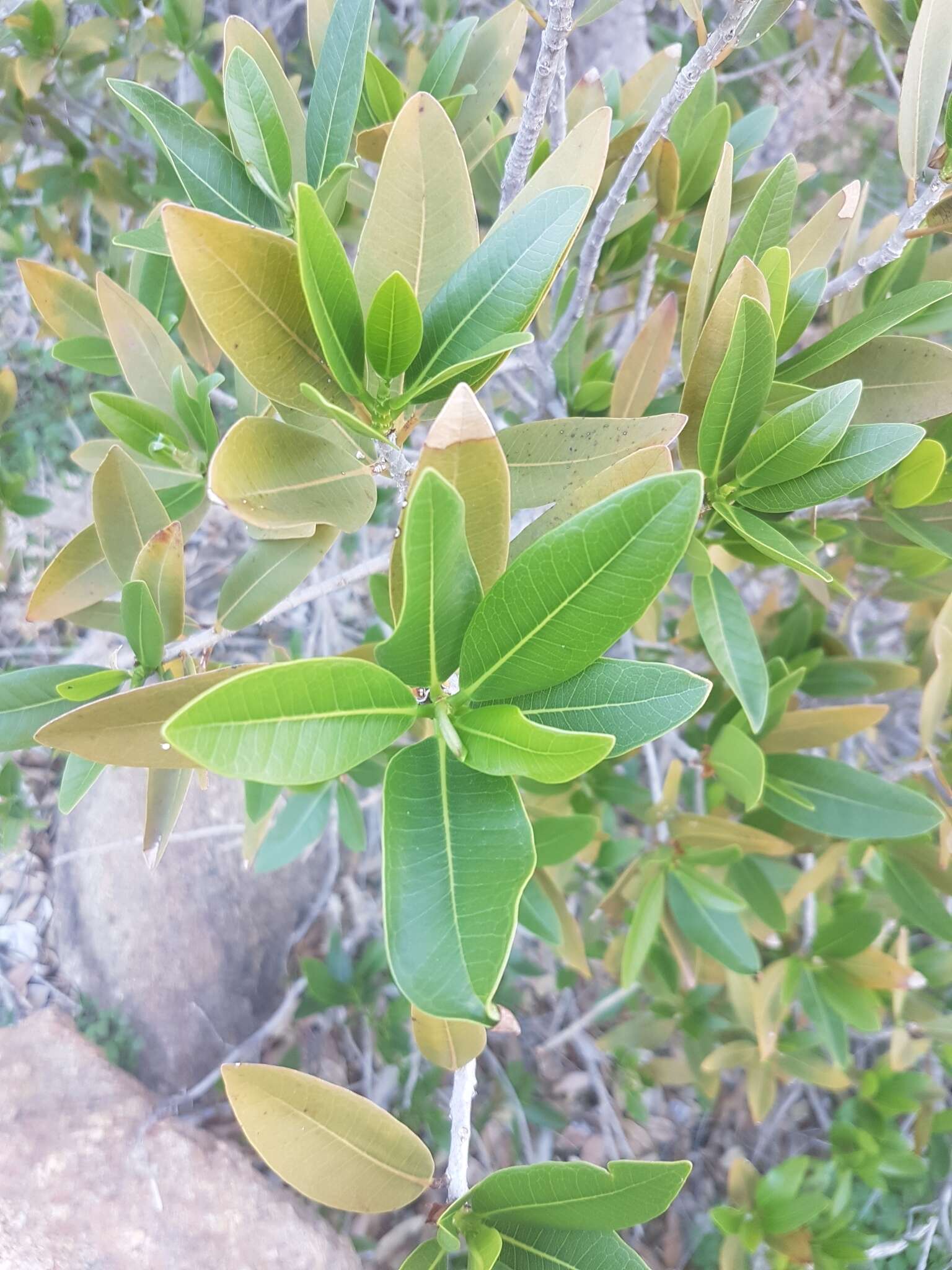 Слика од Ficus ilicina (Sond.) Miq.