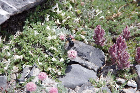 Image of Snake Range buckwheat