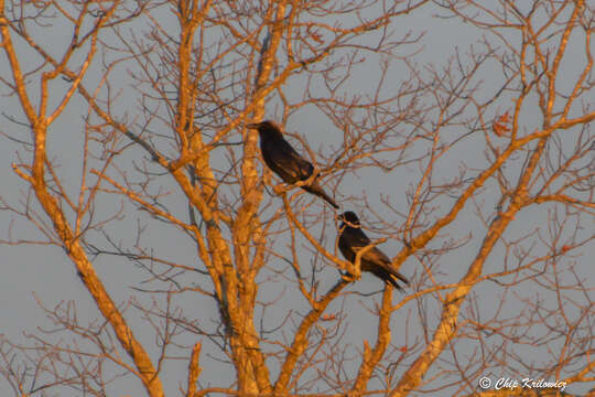 صورة Corvus corax principalis Ridgway 1887