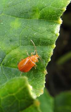 Image of Aulacophora relicta