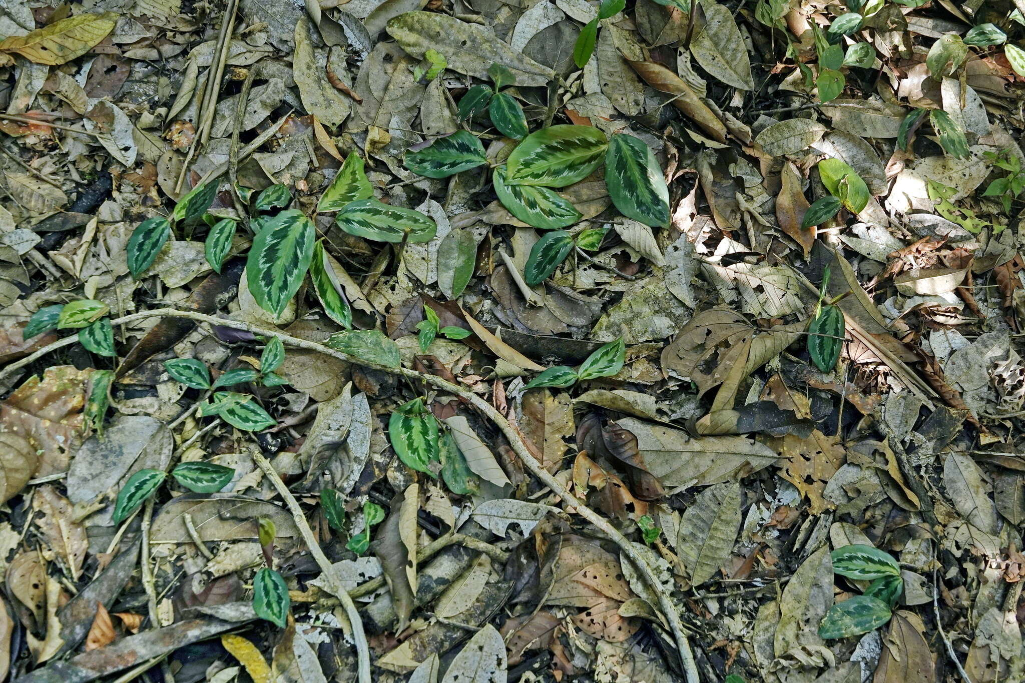 Image of Goeppertia chimboracensis (Linden) Borchs. & S. Suárez