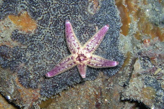 Image de Asterias amurensis Lutken 1871