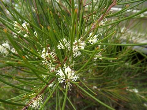 Image of Hakea actites W. R. Barker