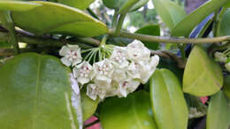 Image of Wax flower