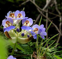 Image of Primulina eburnea (Hance) Yin Z. Wang