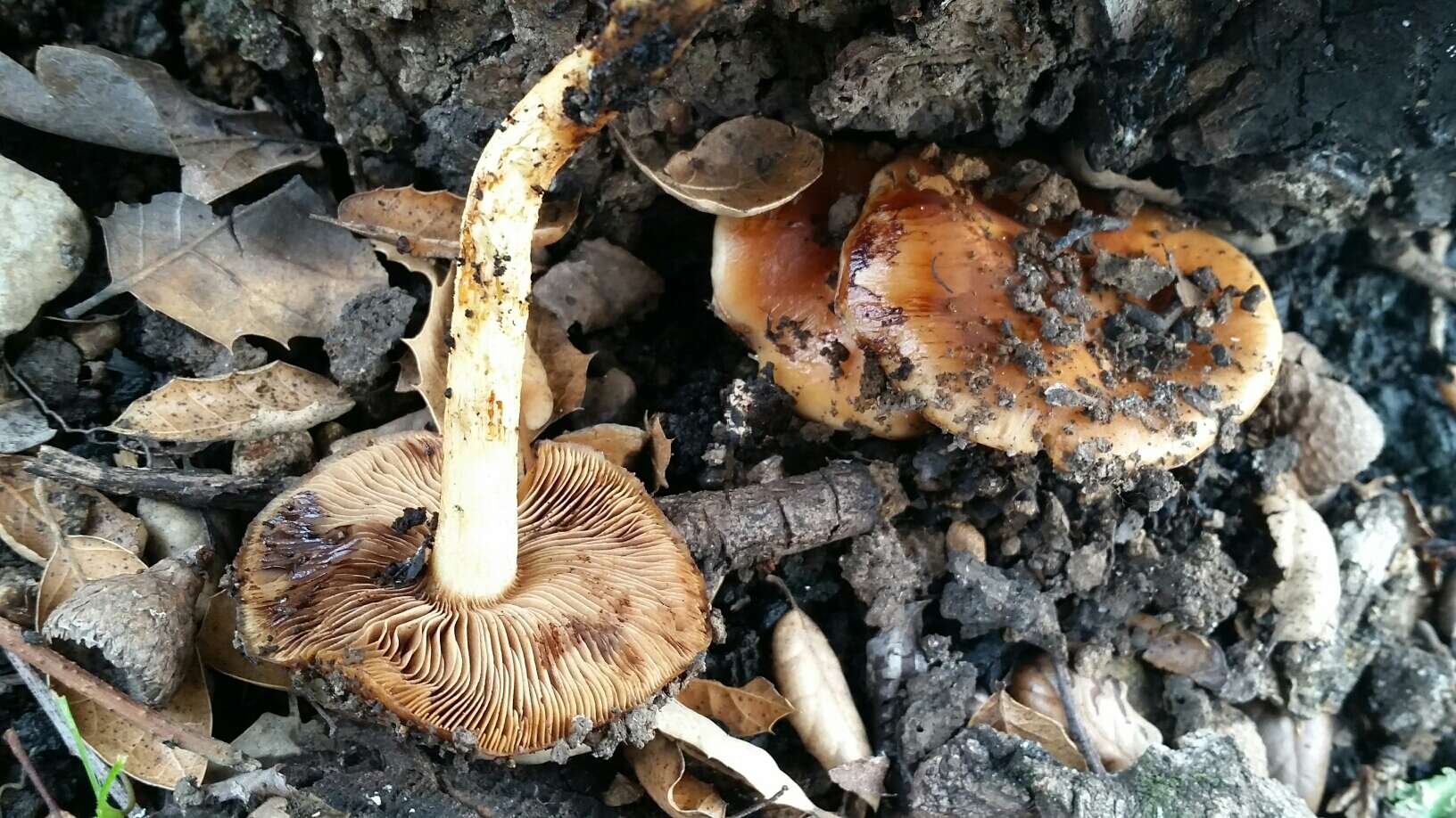 Image of Pholiota highlandensis (Peck) Quadr. & Lunghini 1990