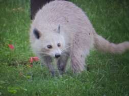 Image of Florida Raccoon