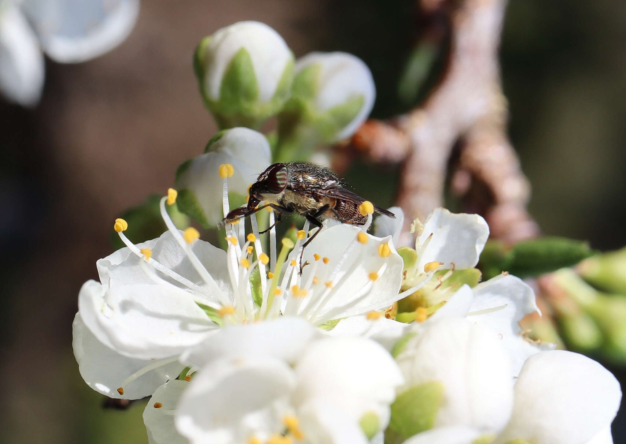 Stomorhina subapicalis (Macquart 1847) resmi