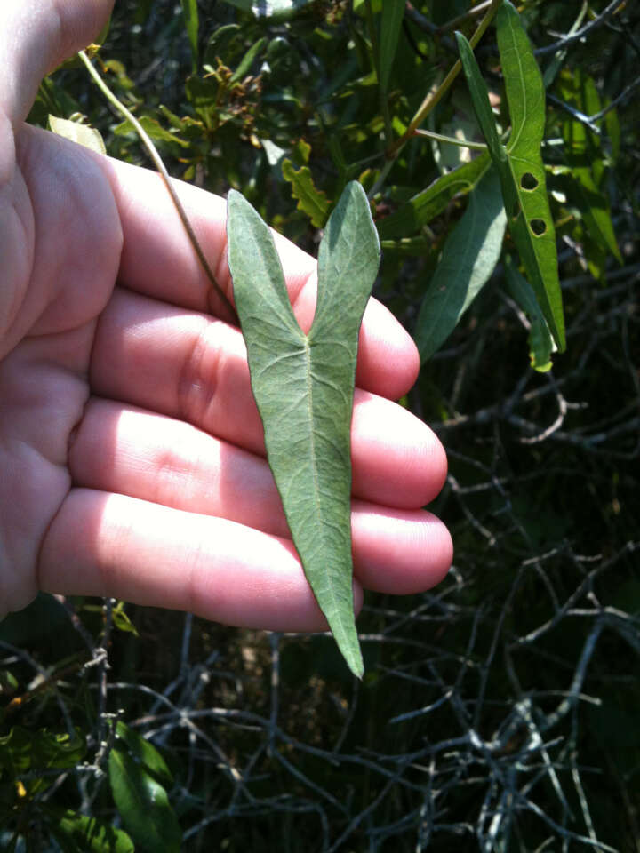 Слика од Ipomoea sagittata Poir.