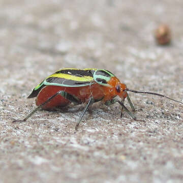 Image of Poecilocapsus