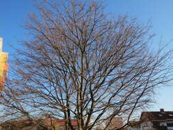 Image of Norway Maple