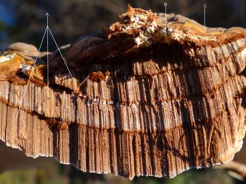 Image of Ganoderma applanatum