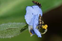 Image de Acmaeodera neoneglecta Fisher 1949