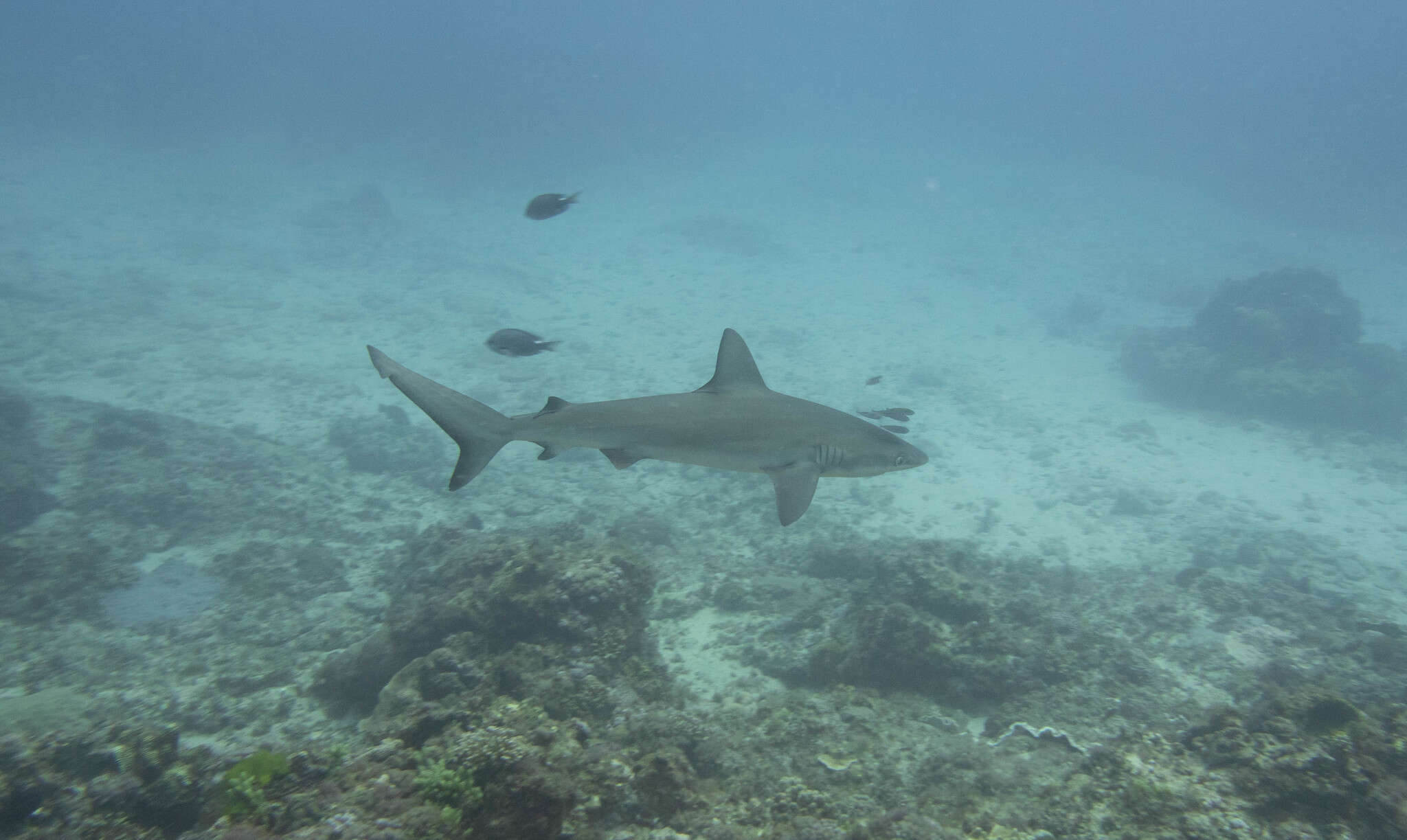 Image of Galapagos Shark