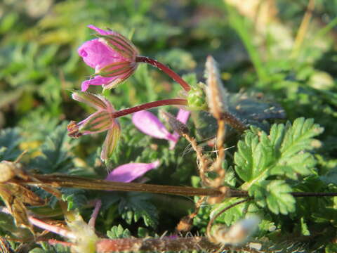 Image of Common Stork's-bill