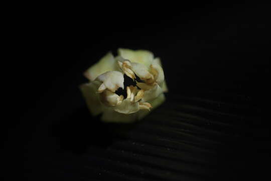 Image of Palaquium ravii Sasidh. & Vink
