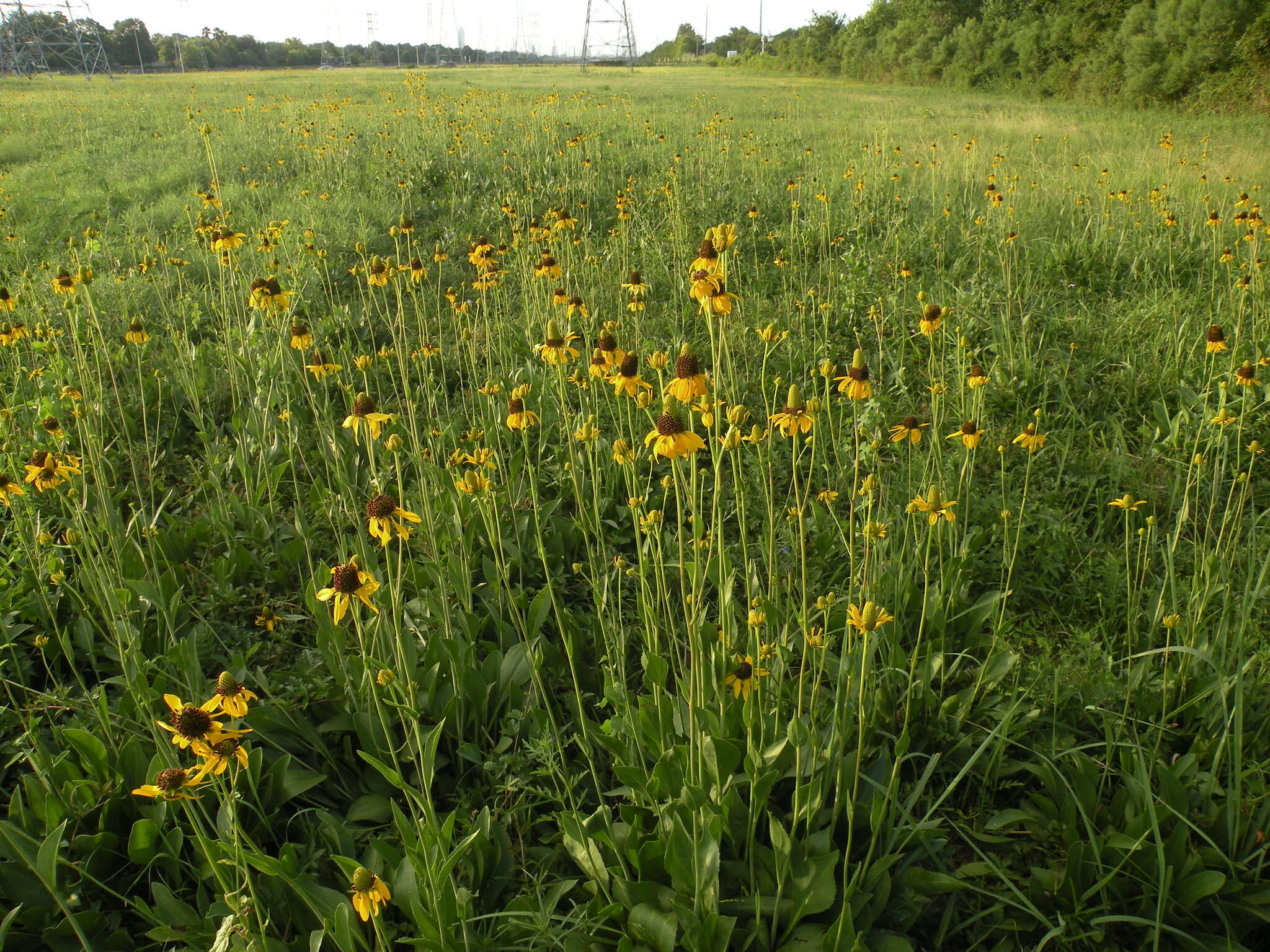 Image of Texas coneflower