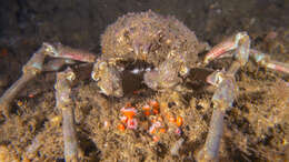 Image of Sheep crab