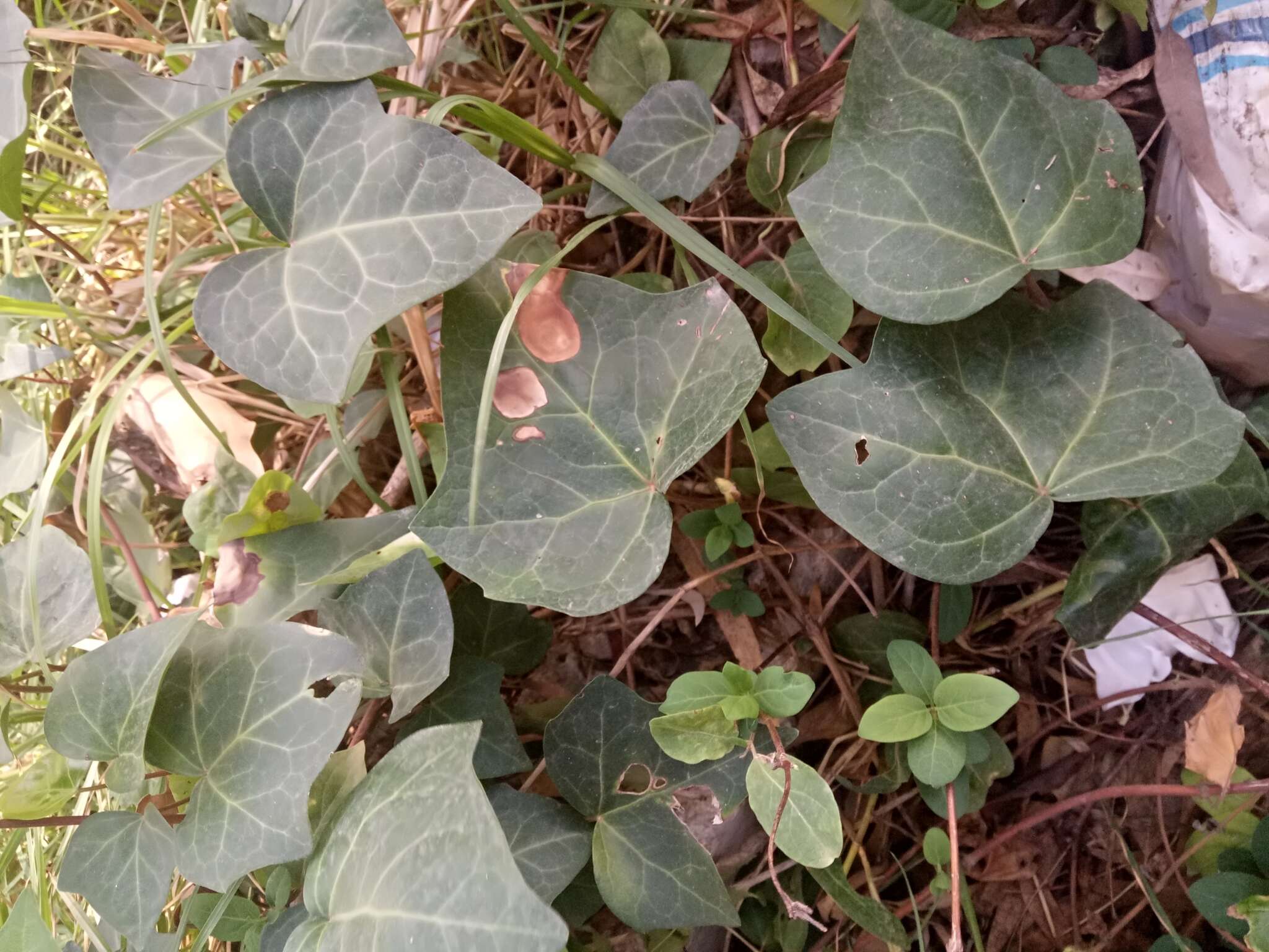 Image of Algerian Ivy