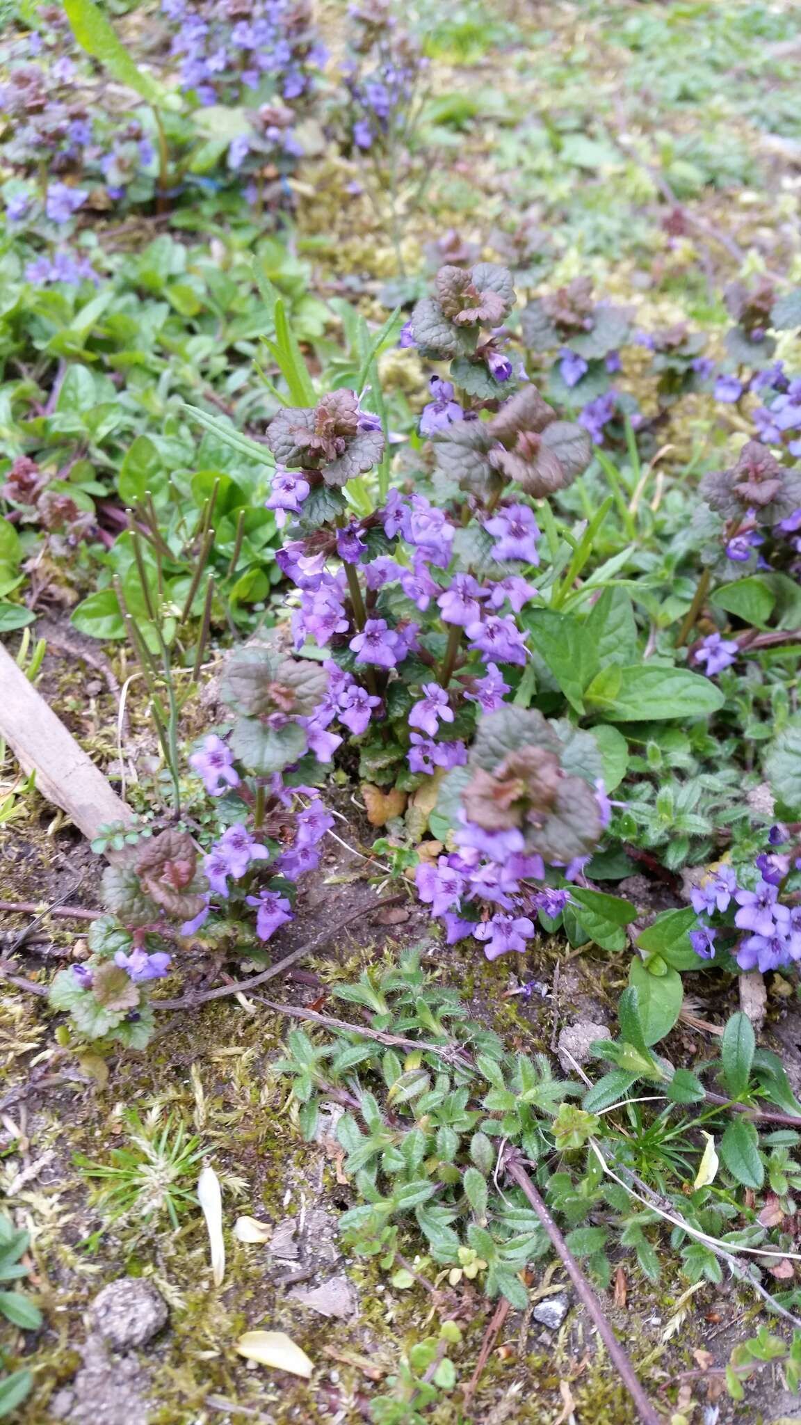 Image of Glechoma hederacea L.