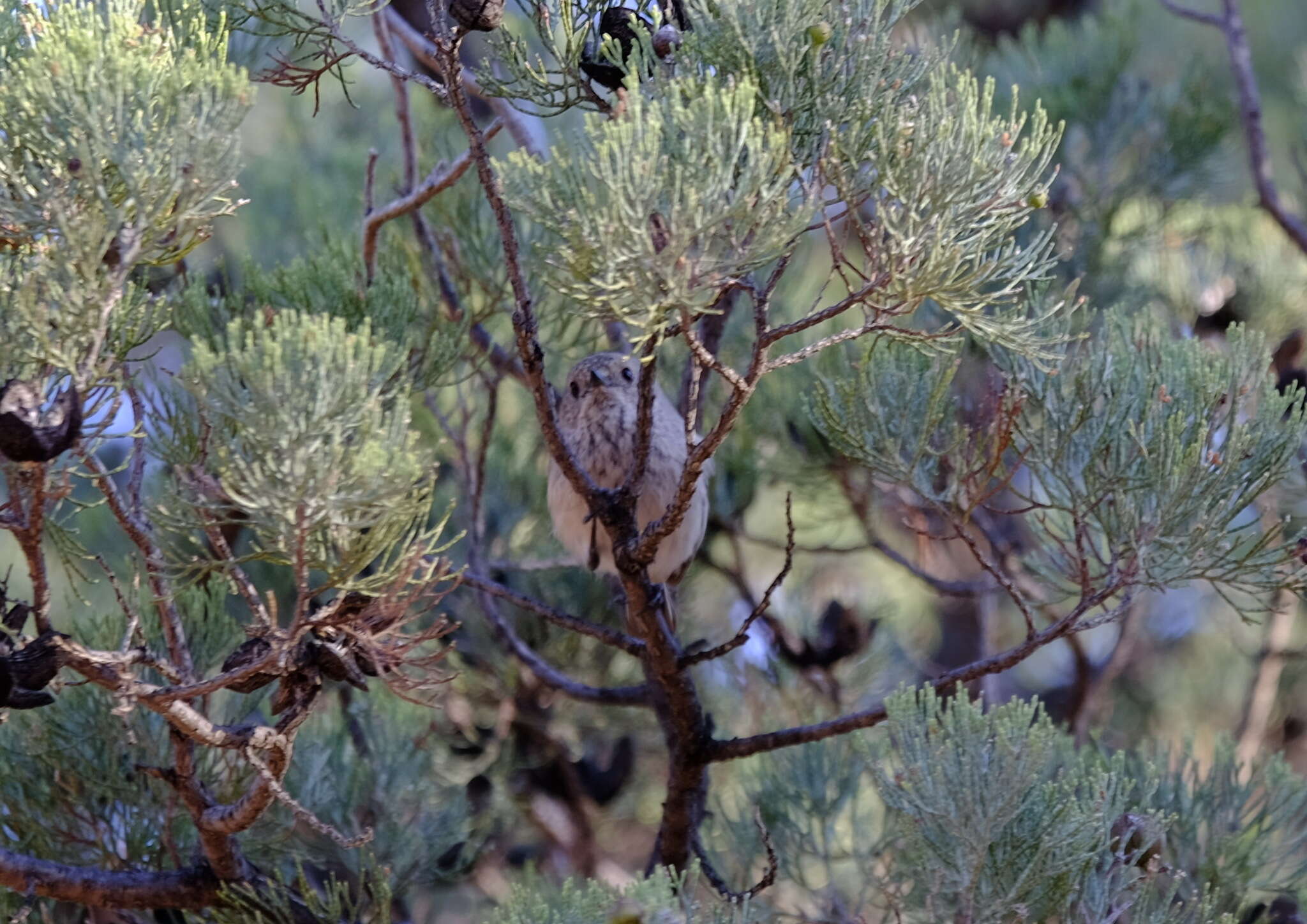 Image of Acanthiza apicalis apicalis Gould 1847