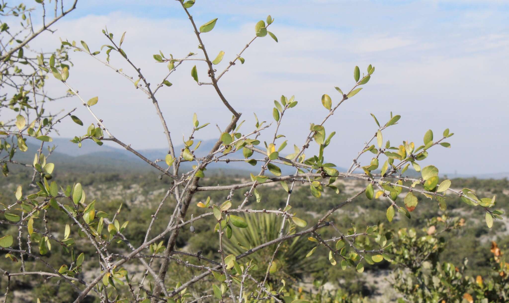 Forestiera tomentosa S. Watson的圖片