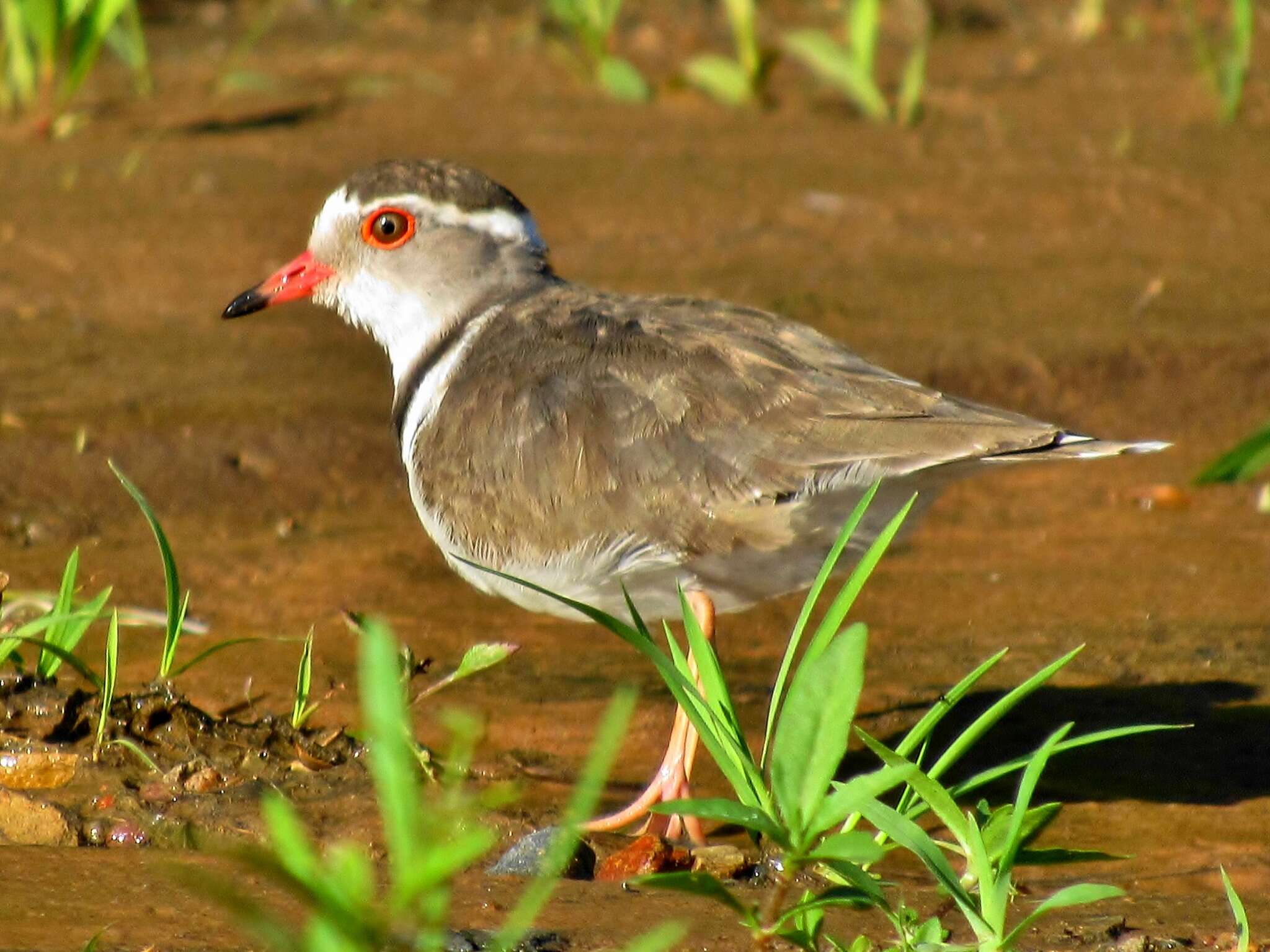 Слика од Charadrius tricollaris tricollaris Vieillot 1818