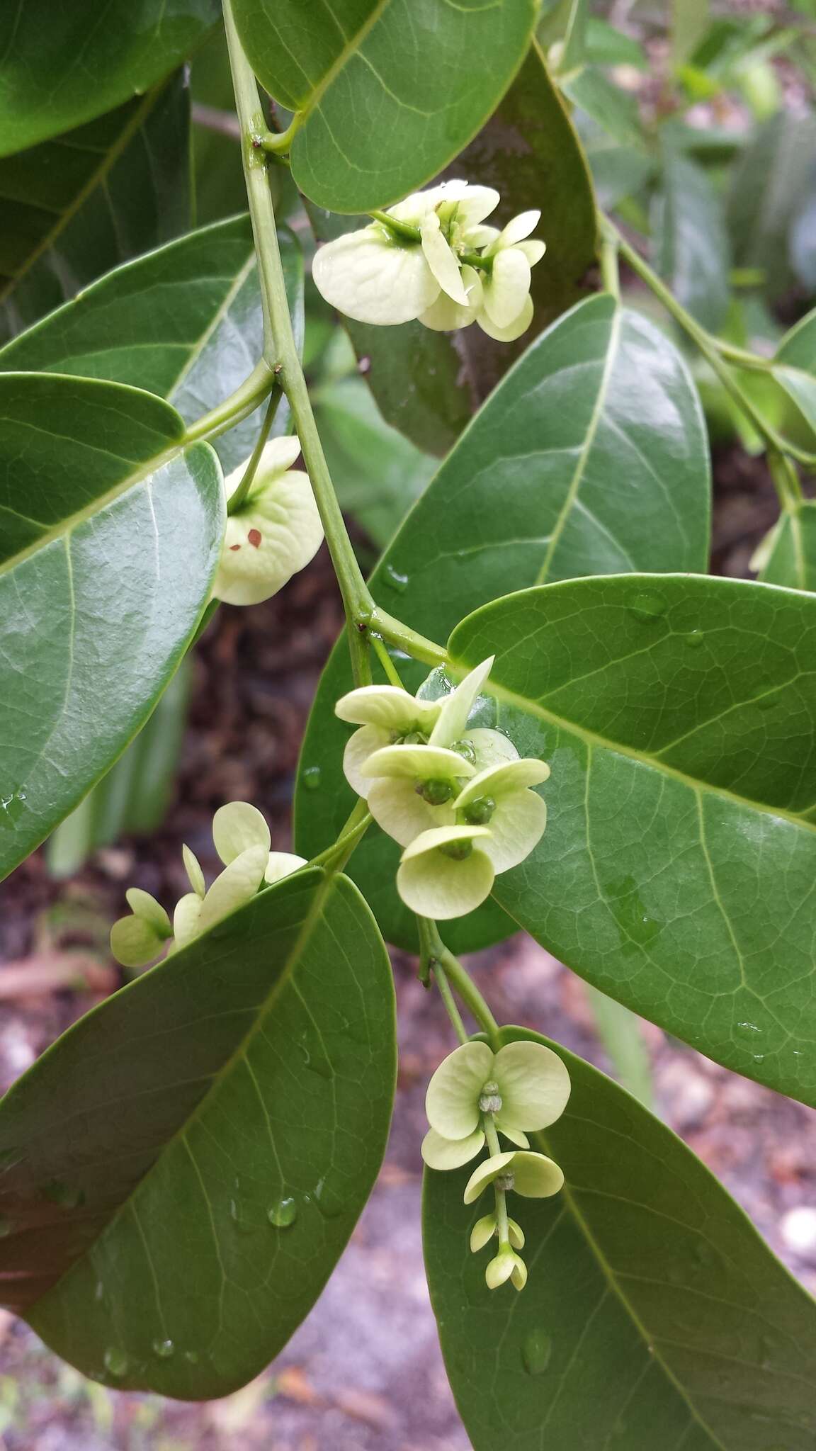 Image of Homalium involucratum (DC.) O. Hoffm.