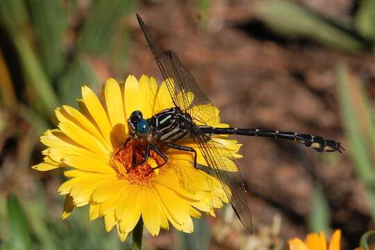 Image of Elusive Clubtail