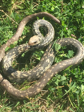 Image of Coluber constrictor anthicus (Cope 1862)