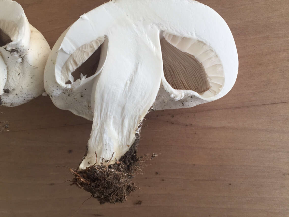 Image of Horse Mushroom