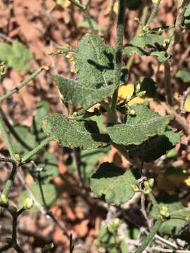 Image of crispleaf buckwheat