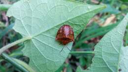 Слика од Acromis spinifex (Linnaeus 1763)