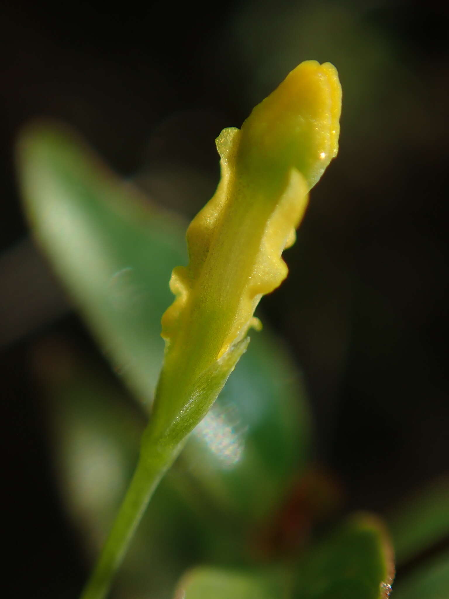 Image of Fahkahatchee Bluethread