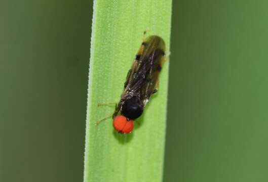 Image of Syneches simplex Walker 1852