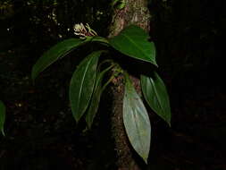 Image of Peperomia pernambucensis Miq.