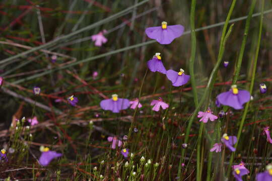 Image of Utricularia benthamii P. Taylor