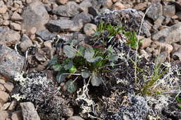 Image of Dwarf Arctic Groundsel