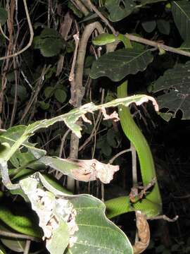 Image of White-lipped island pitviper