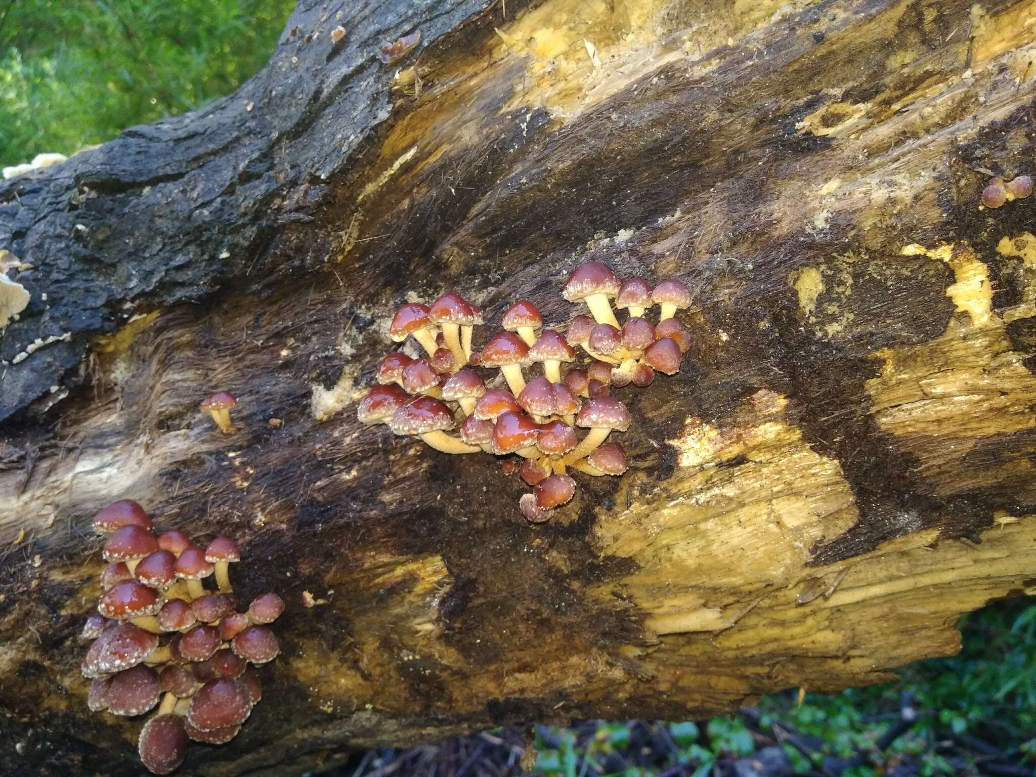 Image of Hypholoma frowardii (Speg.) Garrido 1985